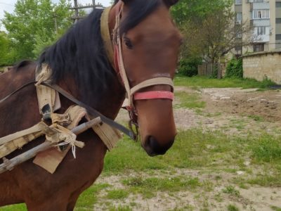 Продается упряжная кобыла.