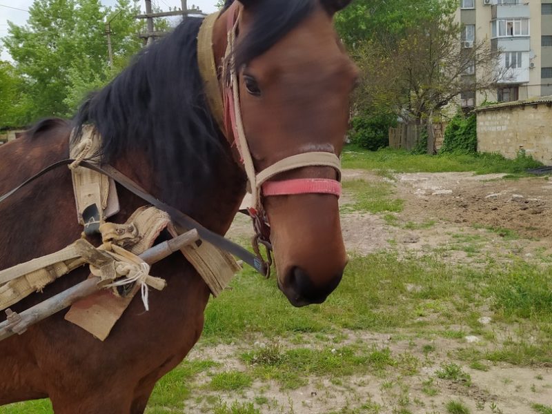 Продается упряжная кобыла.