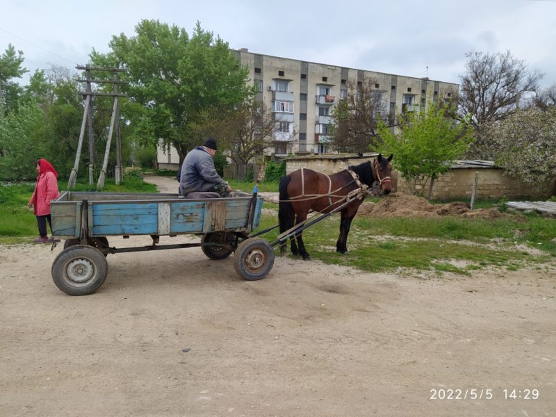 Продается упряжная кобыла.