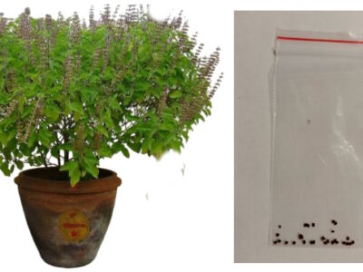 Семена туласи, в пакетике, для выращивания дома.